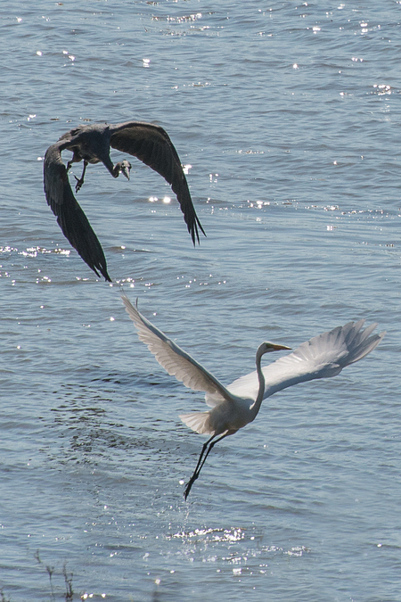 Territorial squabble