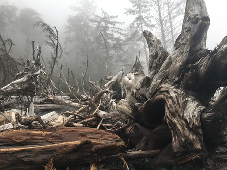 Driftwood and Mist at Rialto Beach