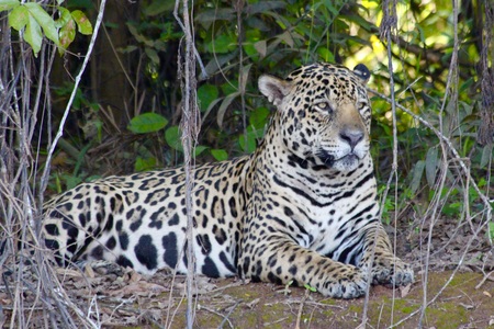 Mick Jaguar, Brazil Pantanal