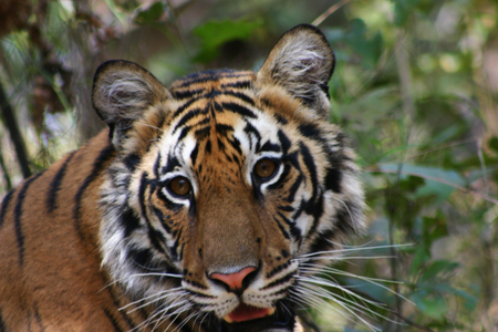 Tigress, Khana Park, India