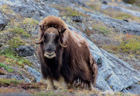 Musk Ox, near Ittoqqortoormiit, Greenland