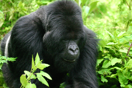 Silverback gorilla, Rwanda