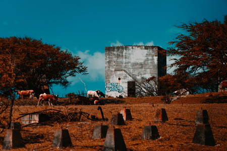 South Point, Hawaii | Cow Farm