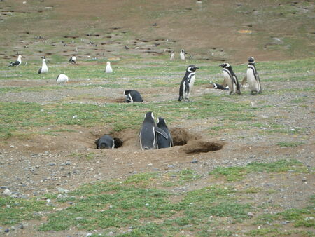Penguin friends