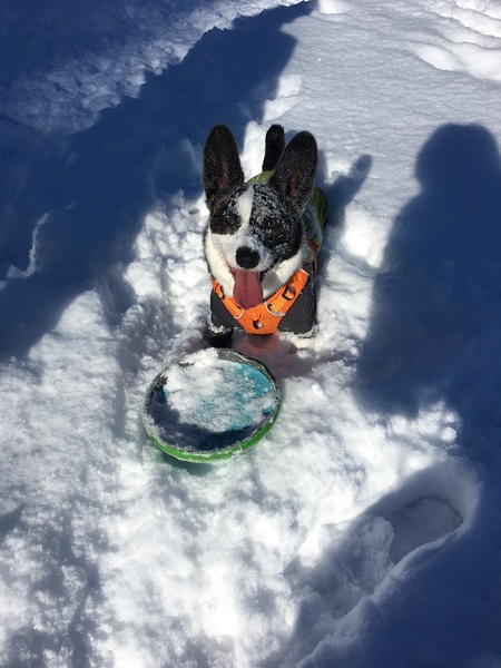 Windigo Chasing Snowballs in Bend