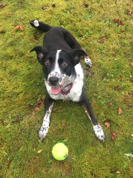 Happy dog, happy day!