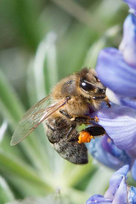 Little drone hit the pollen jackpot