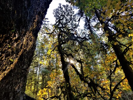 Fall at Silver Falls