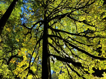 Fall Canopy