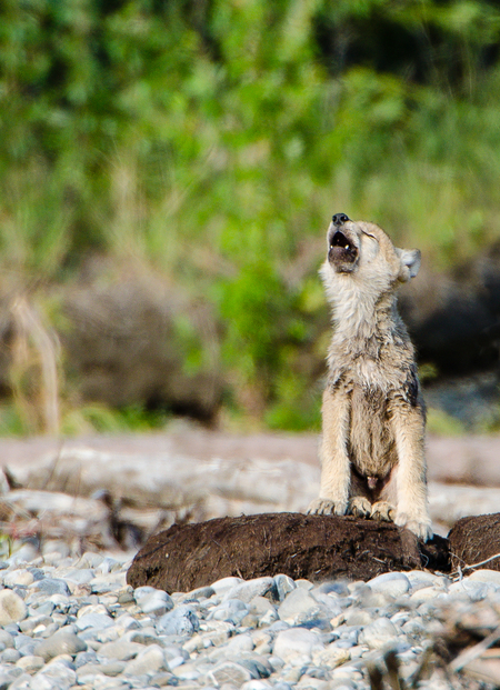 Howlin Wolf Pup, Arctic National Wildlife Refuge