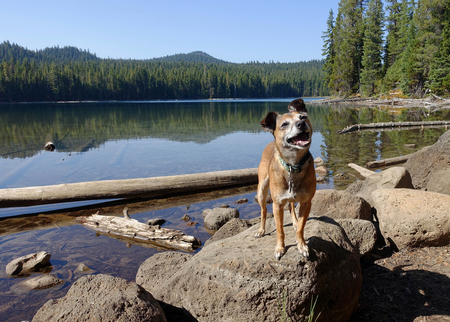 Lucky Dog - Barkley at Lucky Lake