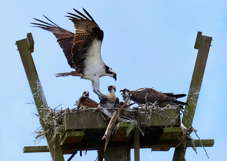 Osprey Family Nest 