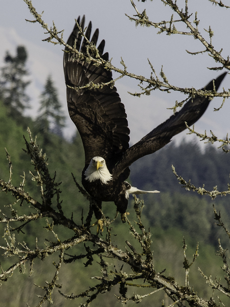 Salmon Creek Bald Eagle Vancouver WA