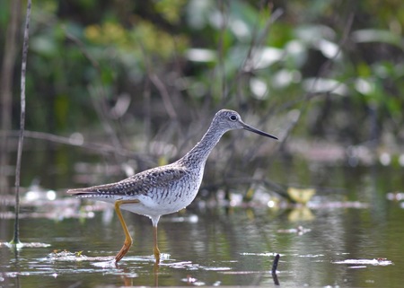 Greater Yellowlegs