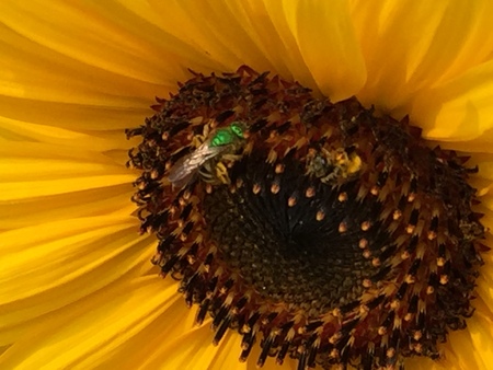 Powell Valley Elementary School Gardeners' Favorite Bee on our Sunflower