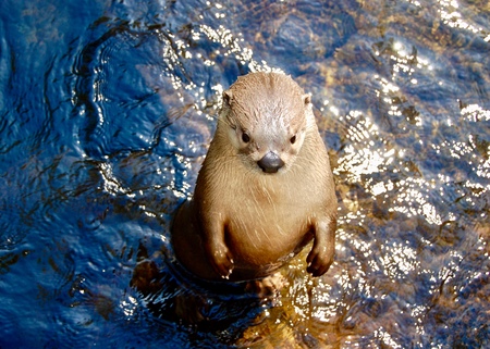 Otter Portrait 