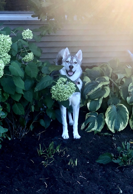 Kai 