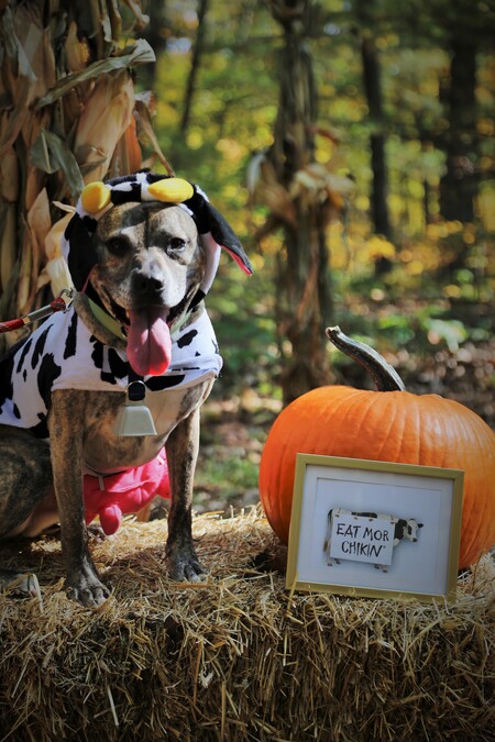 Arlo the Cow! 