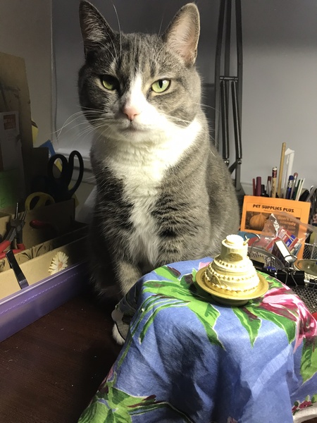 Scamp
