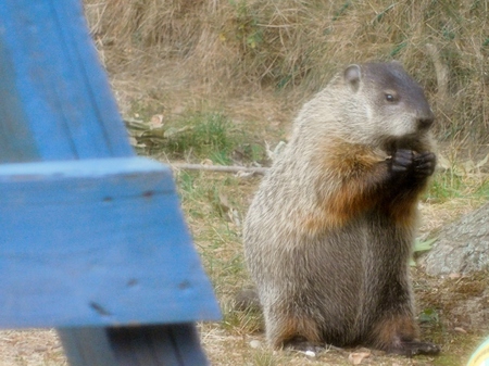 NJ Groundhog