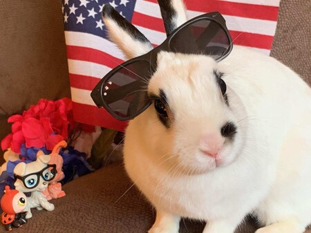 Bunny