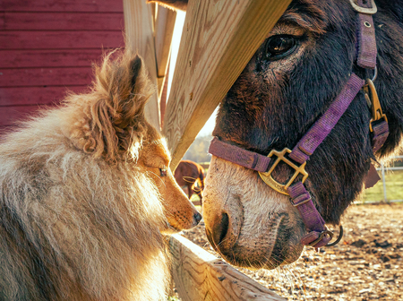 Betsy- (Shetland Sheep Dog).  Buddy- (Donkey)