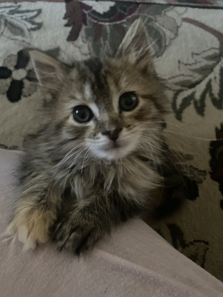 Peanut