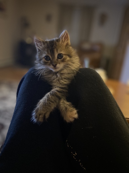 Peanut