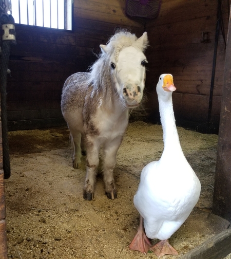Waffles the minihorse and Hemingway the goose