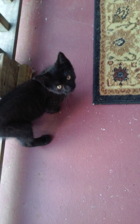 Scare D. Kat