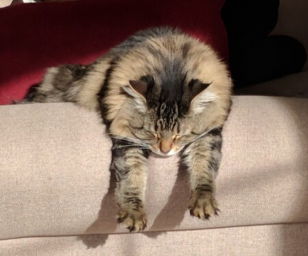 Lily