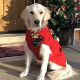 Entry image for Canine Advocate Frieda