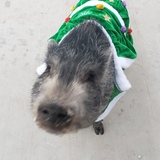 Entry image for Piper the mini pig