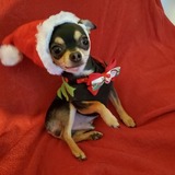 Entry image for Tigger