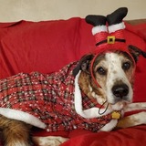 Entry image for Badger