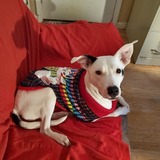 Entry image for Bunny