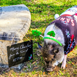 Entry image for Hamlette