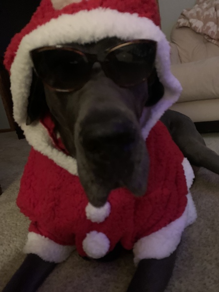 Entry image for Lou. Clicking this image will show a larger photo