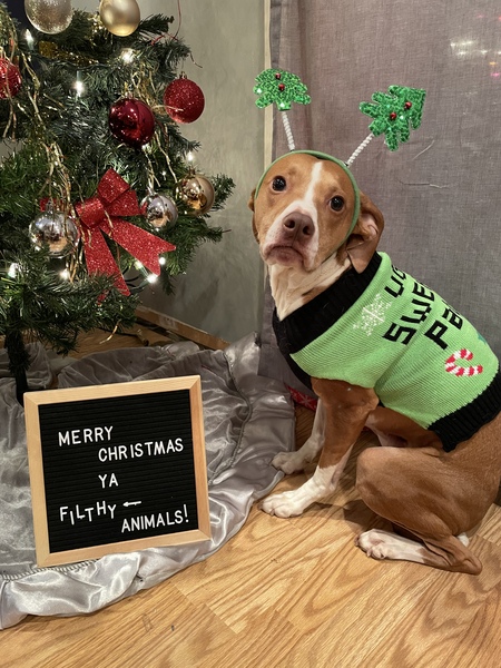 Entry image for Finnegan. Clicking this image will show a larger photo