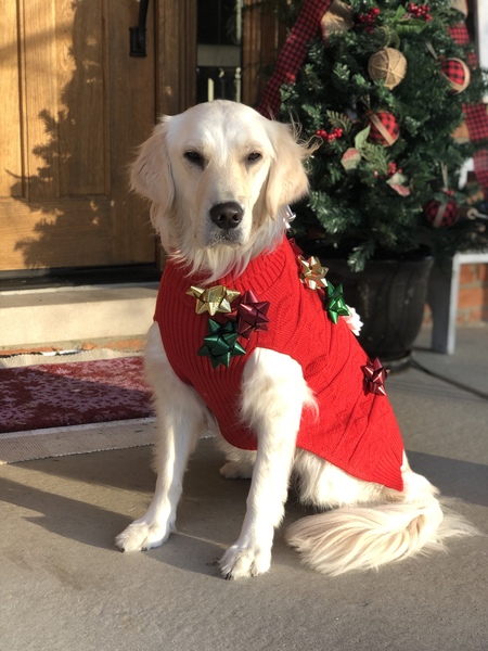 Entry image for Canine Advocate Frieda. Clicking this image will show a larger photo