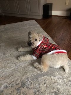 Entry image for Abby. Clicking this image will show a larger photo