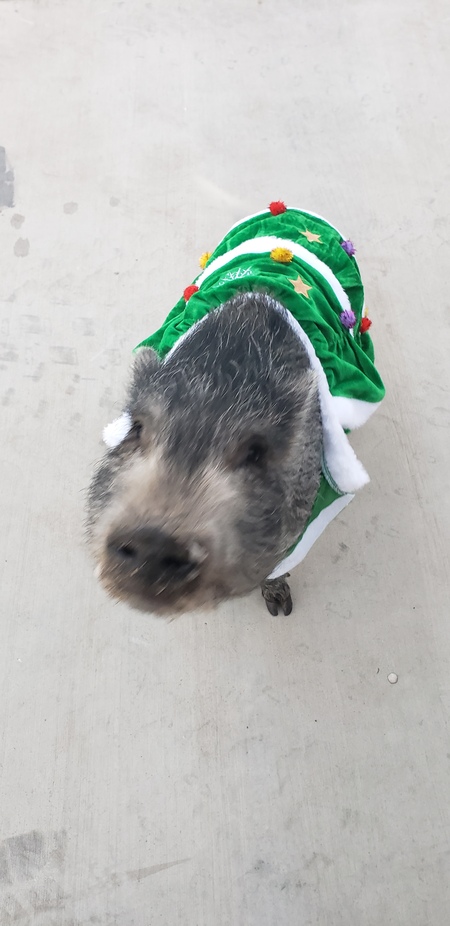 Entry image for Piper the mini pig. Clicking this image will show a larger photo