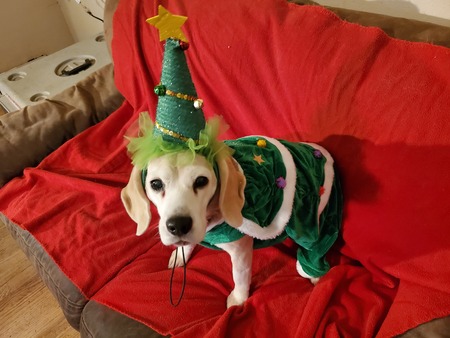 Entry image for Jet. Clicking this image will show a larger photo