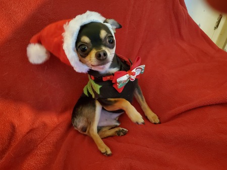 Entry image for Tigger. Clicking this image will show a larger photo