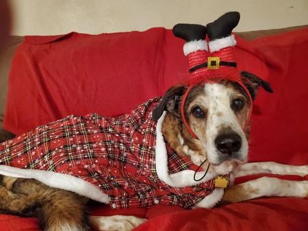 Entry image for Badger. Clicking this image will show a larger photo