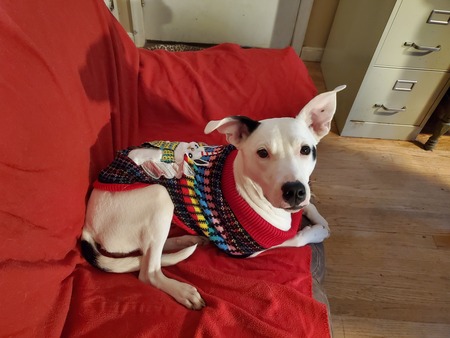 Entry image for Bunny. Clicking this image will show a larger photo