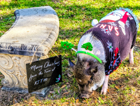 Entry image for Hamlette. Clicking this image will show a larger photo