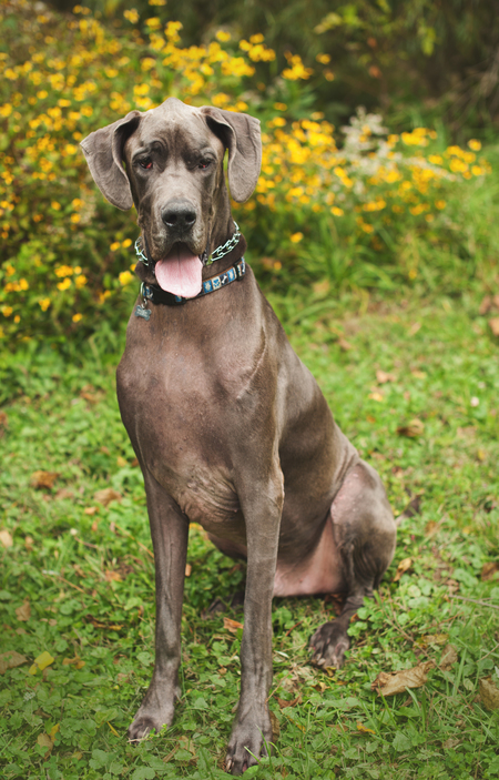 Diesel