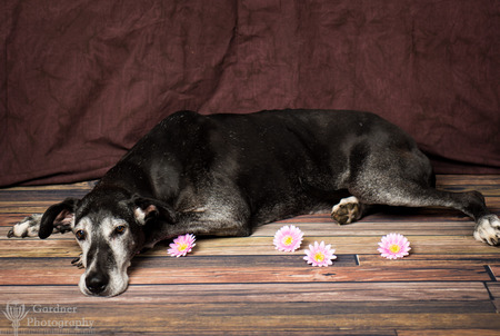Ruthie - Current FFGDRI Foster