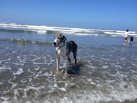 Vito
